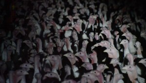 Turkeys crowded into a barn at Diestel’s Jamestown, CA facility, 2015.